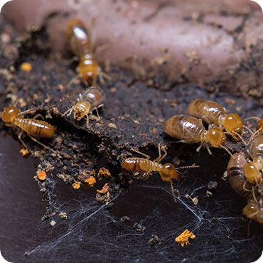 bed bug treatment service