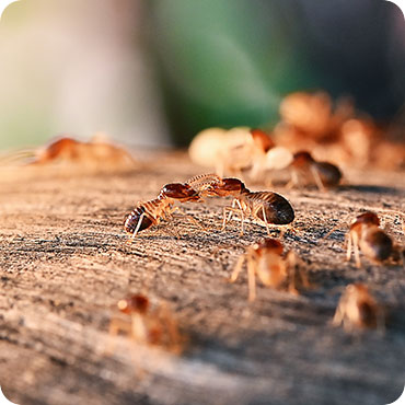 bed bug control process